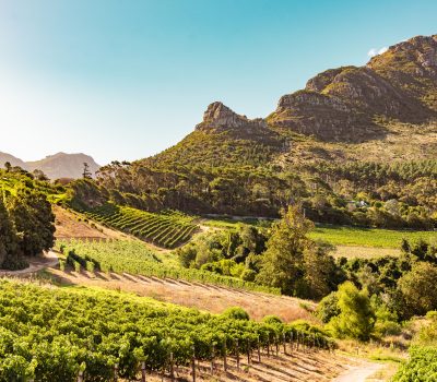 Image for Vineyards in Constantia near Cape Town, South Africa