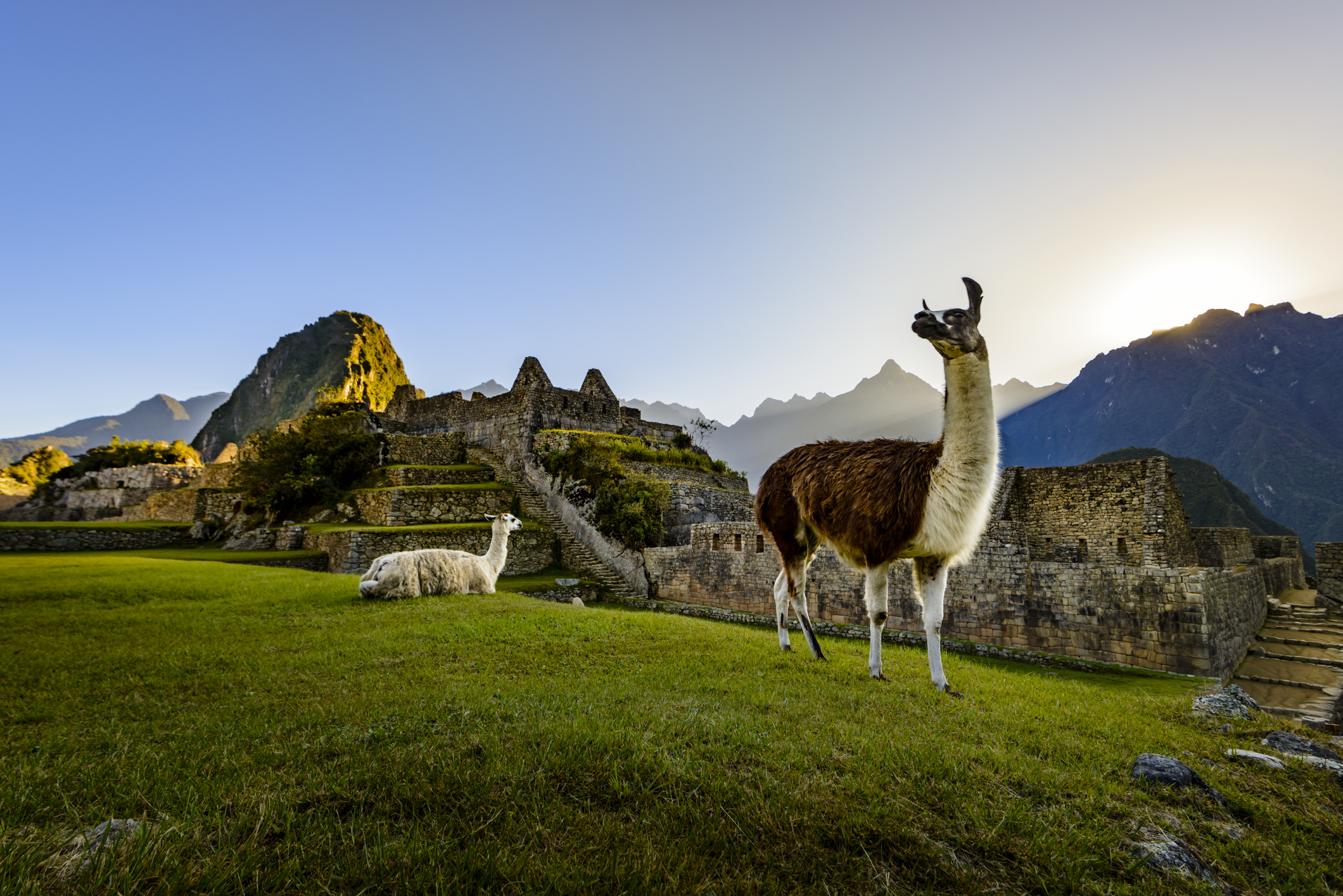 Llamas at first light at Machu Picchu, Peru